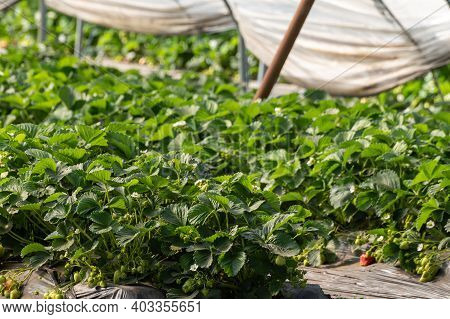 Cultivation Of Strawberry Fruits Using The Plasticulture Method, Plants Growing On Plastic Mulch In 