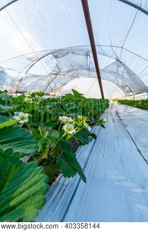 Cultivation Of Strawberry Fruits Using The Plasticulture Method, Plants Growing On Plastic Mulch In 