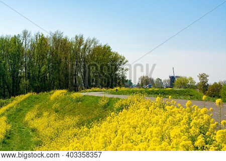 Spring Nature Landscape With Yellow Blossom Of Rapeseed Plants In Betuwe, Gelderland, Netherlands