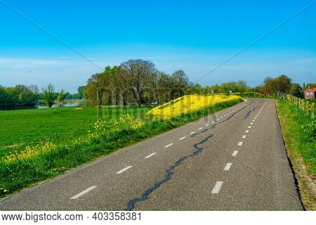 Spring Nature Landscape With Yellow Blossom Of Rapeseed Plants In Betuwe, Gelderland, Netherlands