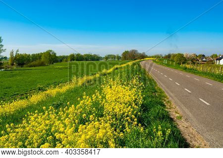 Spring Nature Landscape With Yellow Blossom Of Rapeseed Plants In Betuwe, Gelderland, Netherlands