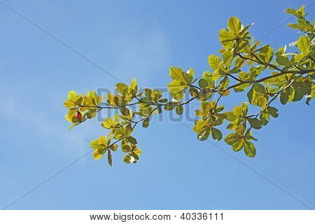 Leaves2