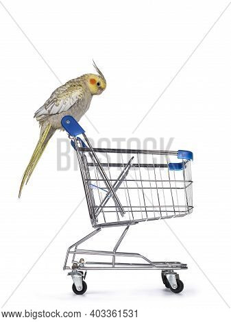 Female Cockatiel Bird Aka Nymphicus Hollandicus, Sitting Side Ways On Handle Of Mini Shopping Cart. 