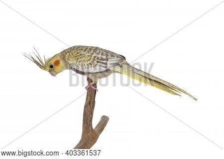 Female Cockatiel Bird Aka Nymphicus Hollandicus, Sitting Side Ways On Wooden Branch. Isolated On Whi