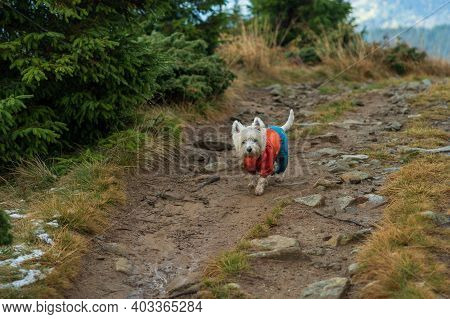 White Terrier In Overalls Walks In The Mountains. Portrait Of A Dog.