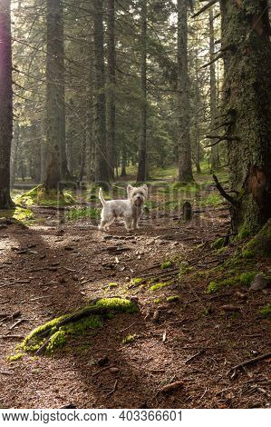 White Dog In The Morning In The Forest. Sunbeams And A Dog In The Forest. Vertical Frame.