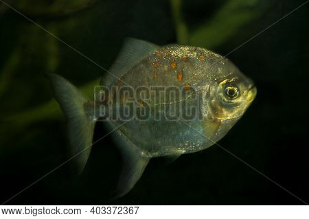 Redhook Myleus, Redhook Silver Dollar (myloplus Rubripinnis).
