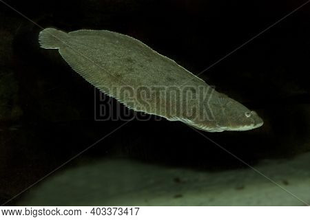 The Common Sole, Dover Sole, Black Sole (solea Solea).