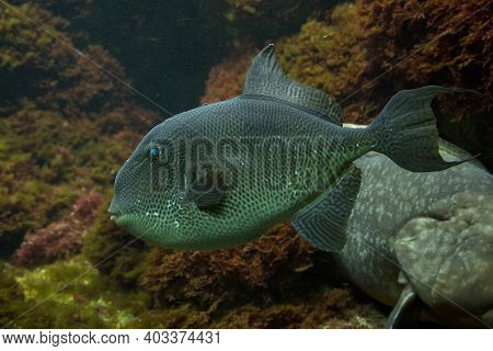 The Grey Triggerfish (balistes Capriscus) In Aquarium.