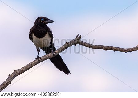 Magpie Or Pica Pica Perched On A Tree Branch On Sky Background.