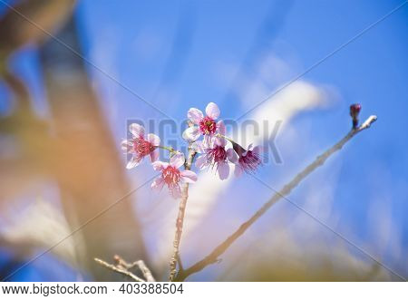Wild Himalayan Cherry (prunus Cerasoides) Tree Branch With A Blue Sky Backgroundbackground