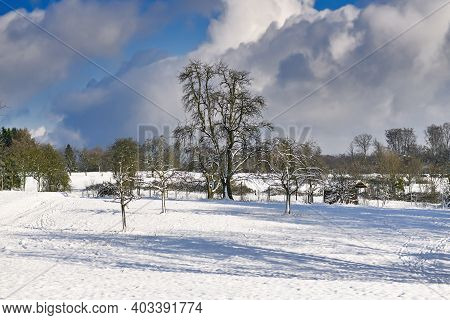 Snow Covered Clearing In Odenwald Forest During Winter