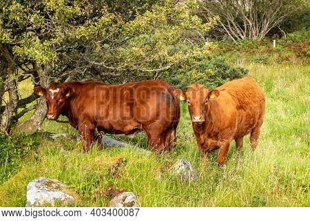 Brown Cows Sranding In A Donegal Field - Ireland