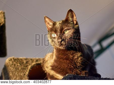 Black Cat On A Cat Tower Indoors With Sunlight