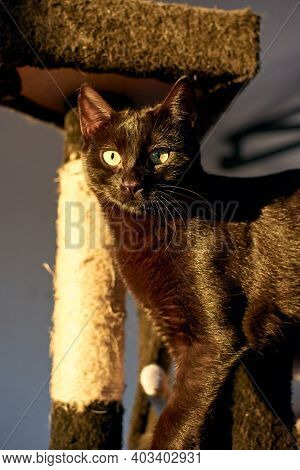 A Selective Focus Shot Of A Sunkissed Burmese Cat On A Cat Tower