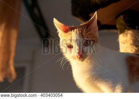 White And Ginger Small Cat Indoors With Sunlight