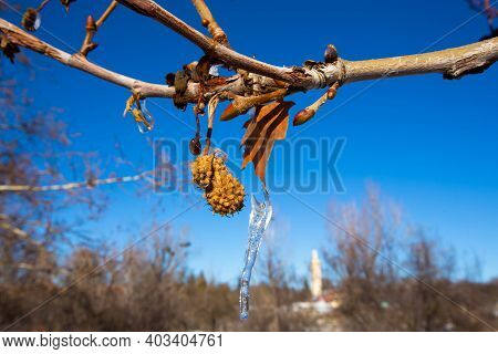 Iced Water Drops On Tree, Ifrane City, Morocco