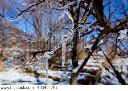 Iced Water Drops On Tree, Ifrane City, Morocco