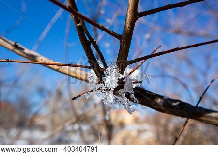 Iced Water Drops On Tree, Ifrane City, Morocco