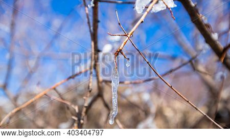 Iced Water Drops On Tree, Ifrane City, Morocco