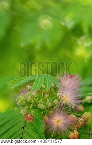 Mimosa Tenuiflora Pink Flowering Beautiful Tree In Cyprus, Copy Space