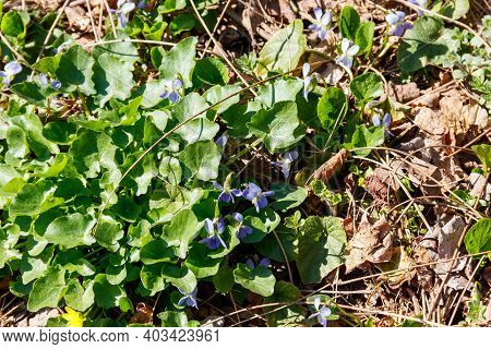 Wild Violets (viola Odorata, Sweet Violet, English Violet, Common Violet Or Garden Violet) On A Mead