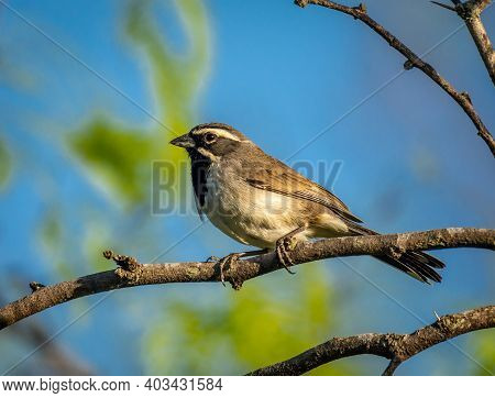 A Beautiful Black-throated Sparrow Perched In The Branches Amidst A Texas Hill Country Forest.