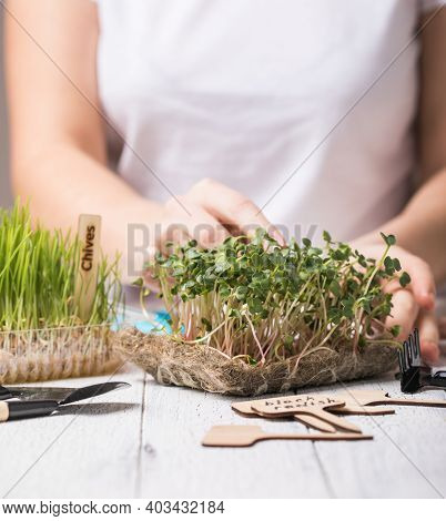 Microgreen Radish Sprouts In Female Hands. Raw Sprouts, Micro Greens, Seed Germination At Home. Vega