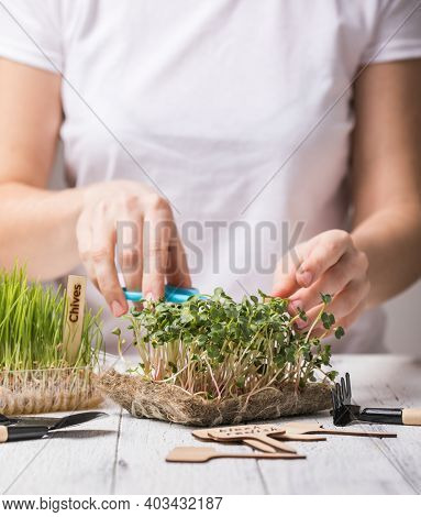 Microgreen Radish Sprouts In Female Hands. Raw Sprouts, Micro Greens, Seed Germination At Home. Vega