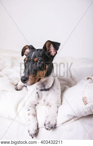 A Small White Dog Puppy Breed Jack Russel Terrier With Beautiful Eyes Lays On White Blanketб Ack Rus
