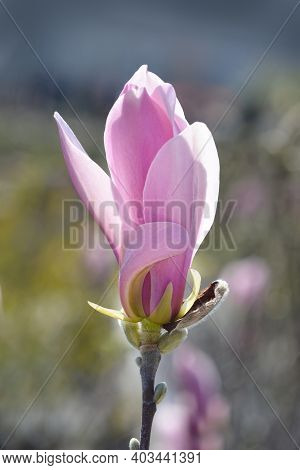 Magnolia George Henry Kern - Latin Name - Magnolia George Henry Kern