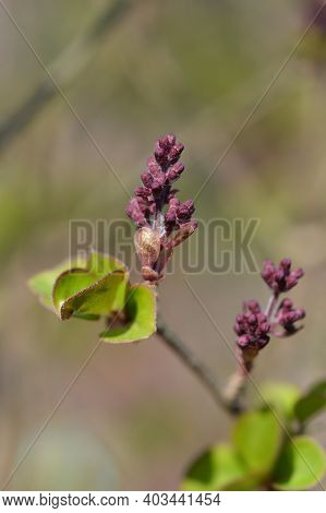 Lilac Palibin Flower Buds - Latin Name - Syringa Meyeri Palibin