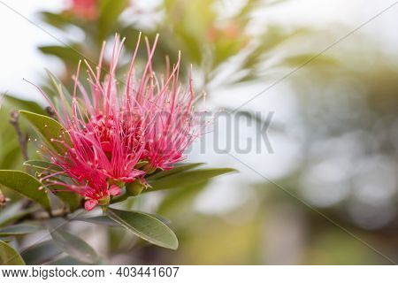 Red Golden Penda, Expo Gold, First Love, Love At First Sight On Blur Nature Background In The Garden