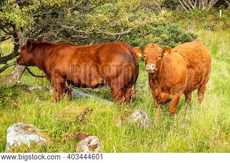 Brown Cows Sranding In A Donegal Field - Ireland