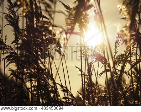 Common Reed (phragmites Australis) Silhouette Towards Sunset, Antique Colors