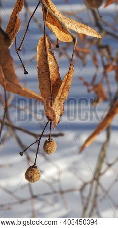 Close Up Of Linden Seeds During Winter
