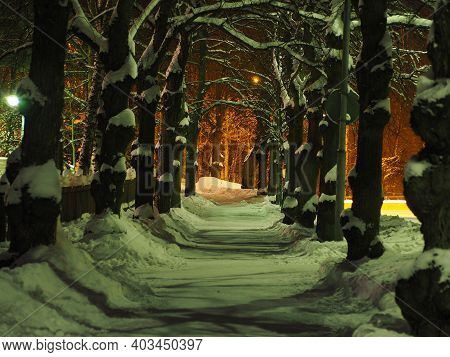 Narrow Linden Alley With Snowy Branches On Winter Night