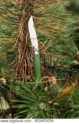 Knife With A Green Handle On A Green Spruce Branch. Vertical Frame.