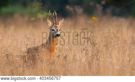 Roe Deer Standing In Tall Grass In Springtime Nature