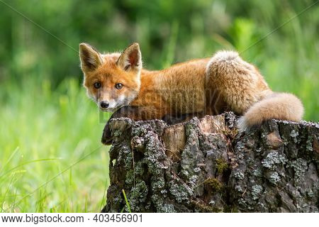 Cute Red Fox Cub Lying On A Tree Stump In Springtime Forest.