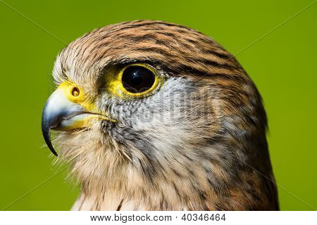 Sparrow Hawk