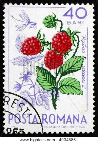 Postimerkki Romanian 1964 luonnonvaraisten vadelmat, Rubus Idaeus