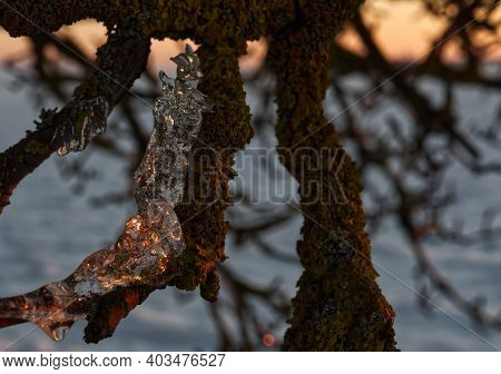 Ice Layer At A Tree While The Sun Reflects Into It In Thuringia