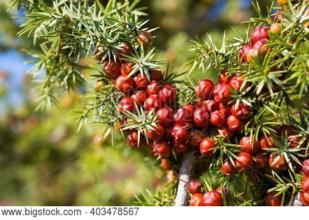 Close-up of  Juniper (Juniperus oxycedrus) branch with mature  orange-red seed cones in sunlight. Selective Focus. Shallow DOF.