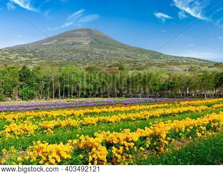 Hachijojima Island, Japan during the Freesia flower bloom season.