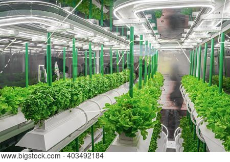 Organic hydroponic vegetable grow with LED Light Indoor farm. Agriculture Technology. Soilless culture of vegetables under artificial light