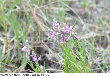 Blooming Tufted Milkwort, Polygala Comosa.tufted Milkwort (polygala Comosa)