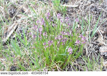Blooming Tufted Milkwort, Polygala Comosa.tufted Milkwort (polygala Comosa)