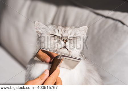 Combing Lovely Cute Grey Longhaired Persian Cat. Fluffy Cat Loves Being Brushed