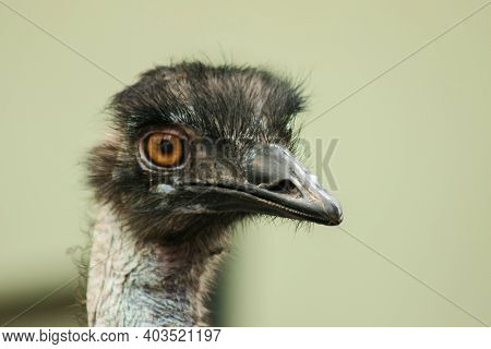 Ostrich's Head In The Ostrich Zoo